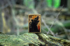 Зажигалка Grizzly Roar ZIPPO 46695